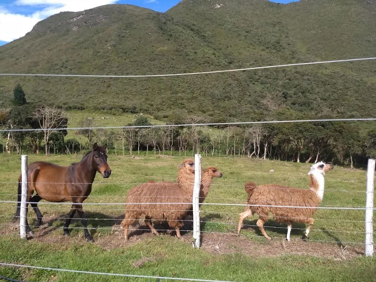 Bed & Breakfast Casa Lamore Pululahua B&B Quito